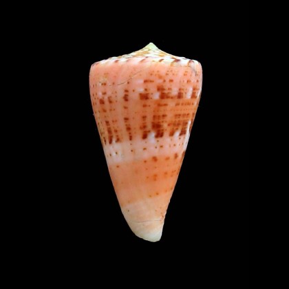 bouii 39,0mm