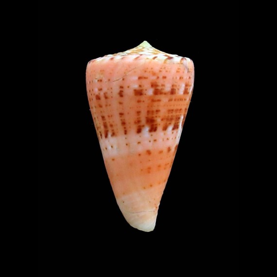 bouii 39,0mm