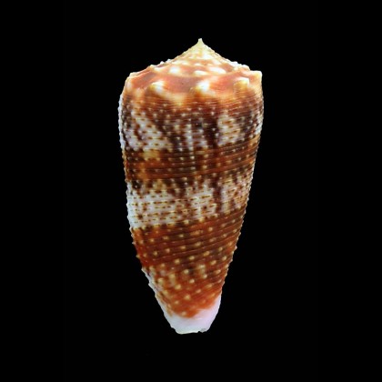 moluccensis 50,0mm BIG