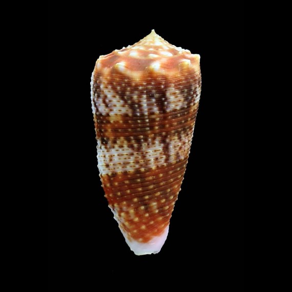 moluccensis 50,0mm BIG