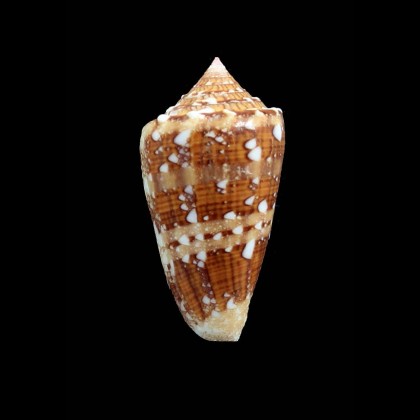 pseudocedonulli 45,0mm