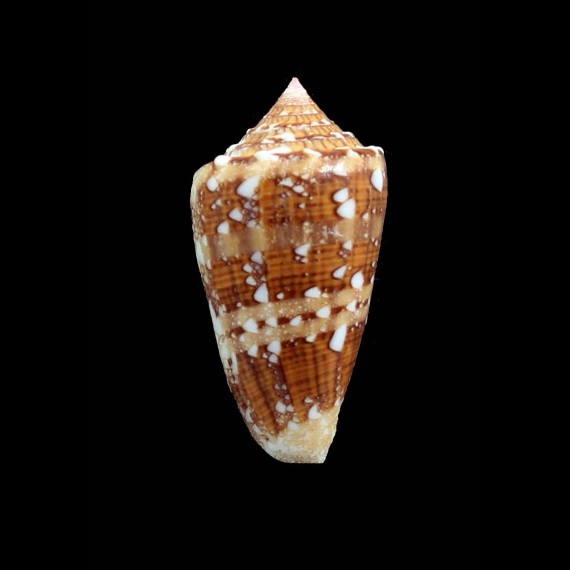 pseudocedonulli 45,0mm