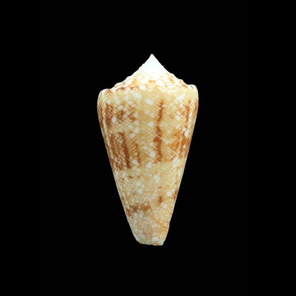 glorioceanus 44,0mm