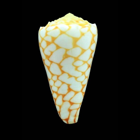 marmoreus 58,5mm RARE