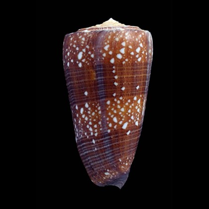 nobilis victoriae 57,0mm