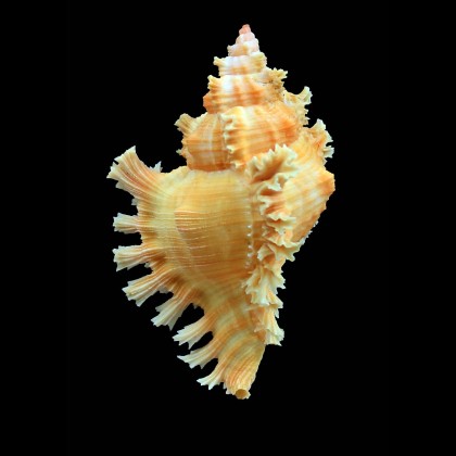 torrefactus rubiginosus 74,8mm