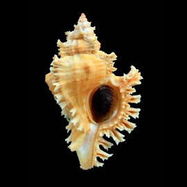 torrefactus rubiginosus 74,8mm