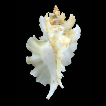 trialata 83,0mm REAL ALBINO