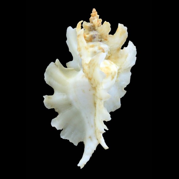 trialata 83,0mm REAL ALBINO