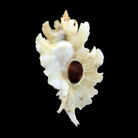 trialata 83,0mm REAL ALBINO