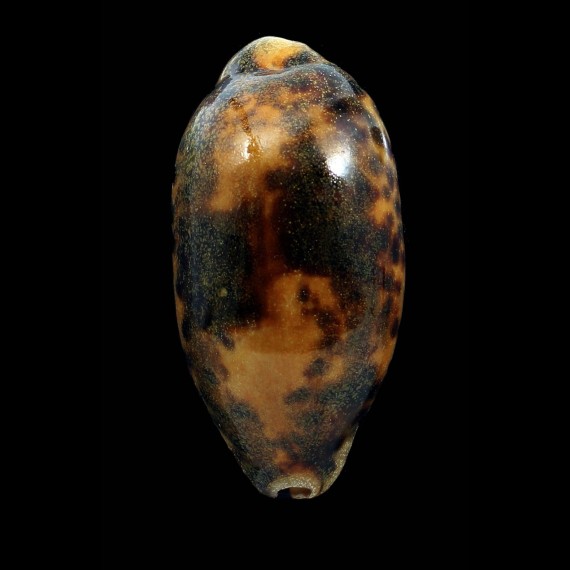 testudinaria 93,5mm RUSTY