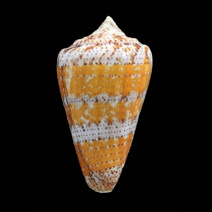 dominicanus 49,1mm