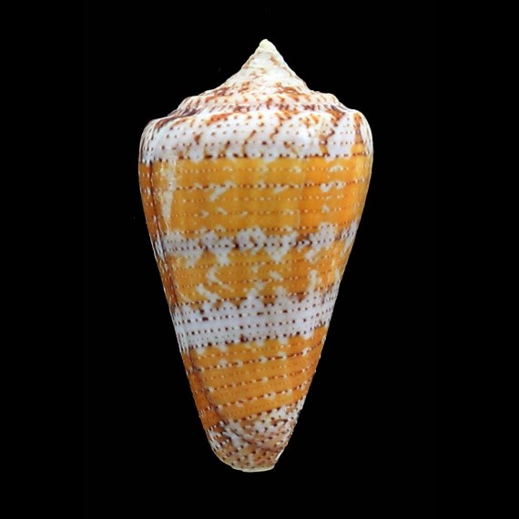 dominicanus 49,1mm