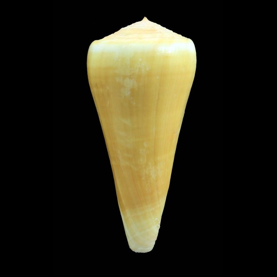 alconnelli 79,1mm