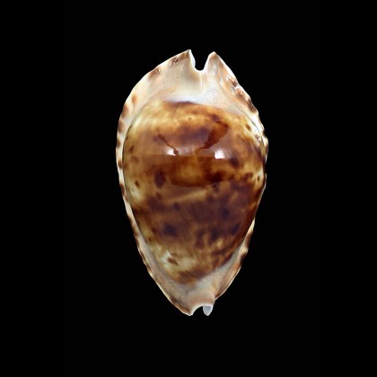 marginata consueta 61,0mm
