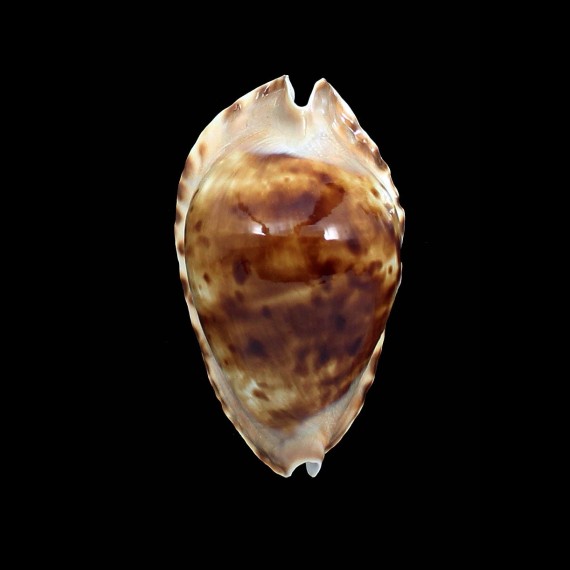 marginata consueta 61,0mm