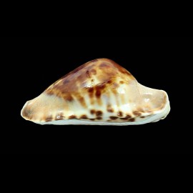 marginata consueta 61,0mm