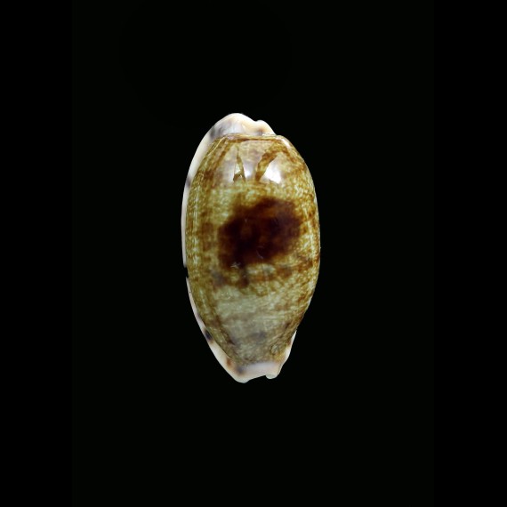 teres panamensis 32,1mm