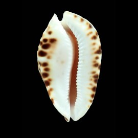 marginata consueta 61,0mm