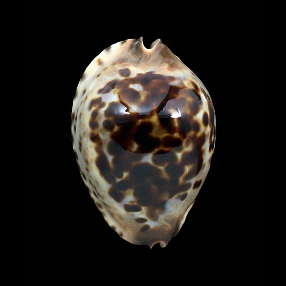 jeaniana sherylae 65,5mm SPLENDID