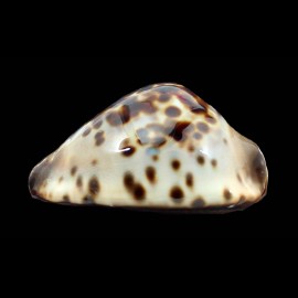jeaniana sherylae 65,5mm SPLENDID
