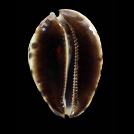 jeaniana sherylae 65,5mm SPLENDID
