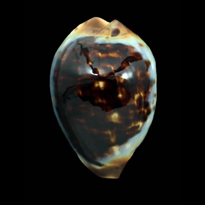 perlae eludens 69,2mm SPLENDID