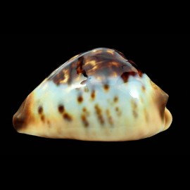perlae eludens 69,2mm SPLENDID
