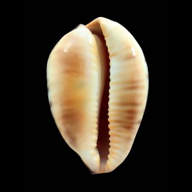 perlae eludens 69,2mm SPLENDID
