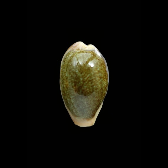 ovum ovum 26,6mm