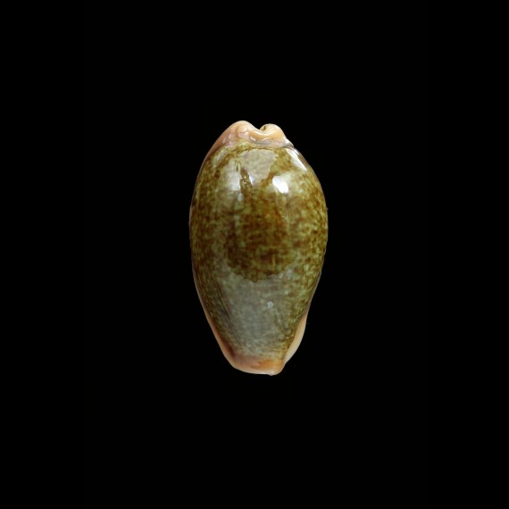 ovum ovum 26,6mm