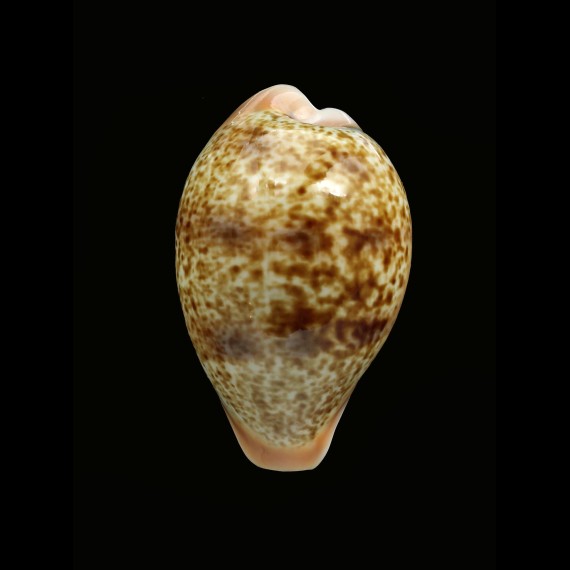 achatidea 42,3mm