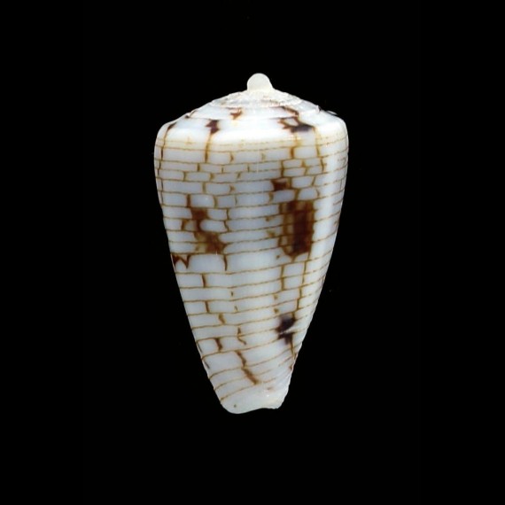 melvilli 20,1mm SUPERB