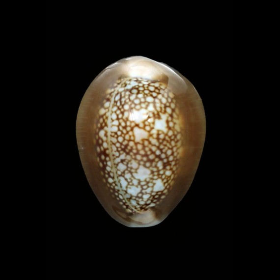 caputophidii 31,8mm