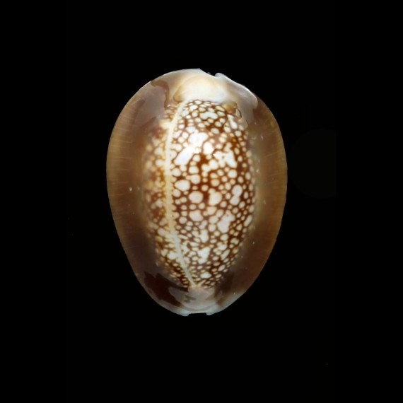 caputophidii 31,8mm