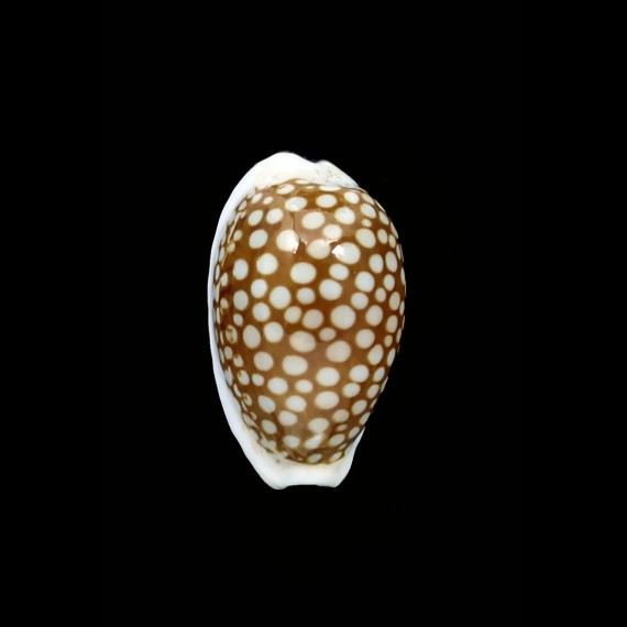 cribraria comma 25,2mm