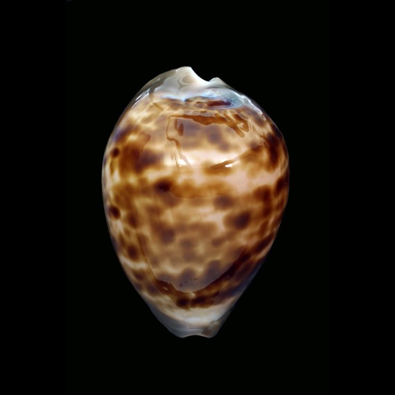 venusta roseopunctata 71,7mm