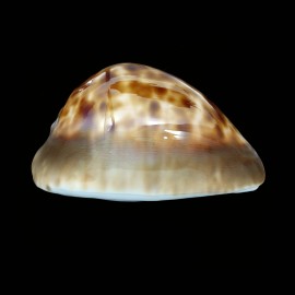 venusta roseopunctata 71,7mm