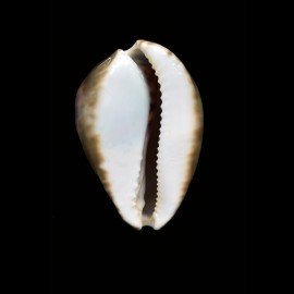 venusta roseopunctata 71,7mm