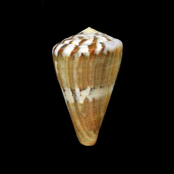 fumigatus 53,7mm BIG