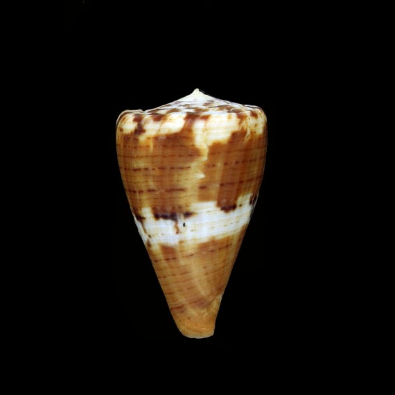 fumigatus 53,7mm BIG