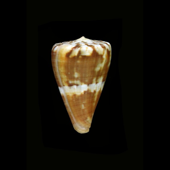 fumigatus 53,7mm BIG
