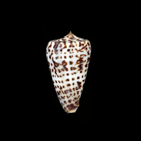 jickelli 45,7mm BIG
