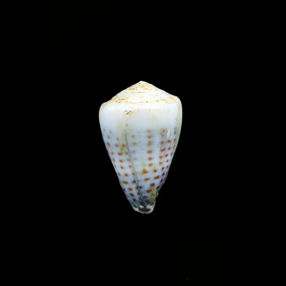 musicus mighelsi 23,7mm BIG