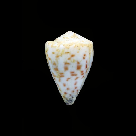 musicus mighelsi 23,7mm BIG