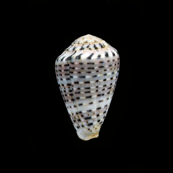 taeniatus 37,3mm BIG
