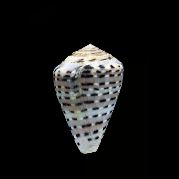 taeniatus 37,3mm BIG