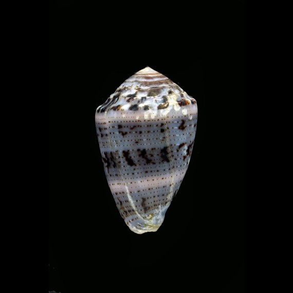 coronatus 31,0mm