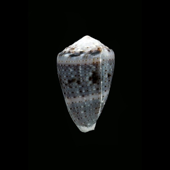 coronatus 31,0mm