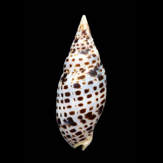 cardinalis